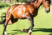 Top 10 Bairros em Cuiabá MT para Abrir uma Clínica Veterinária de Grande Porte e Animais Silvestres (Radar de Viabilidade)