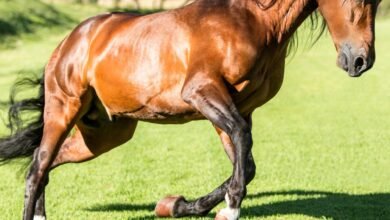 Top 10 Bairros em Cuiabá MT para Abrir uma Clínica Veterinária de Grande Porte e Animais Silvestres (Radar de Viabilidade)