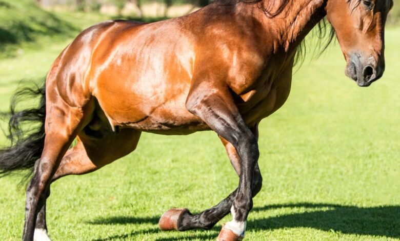 Top 10 Bairros em Cuiabá MT para Abrir uma Clínica Veterinária de Grande Porte e Animais Silvestres (Radar de Viabilidade)