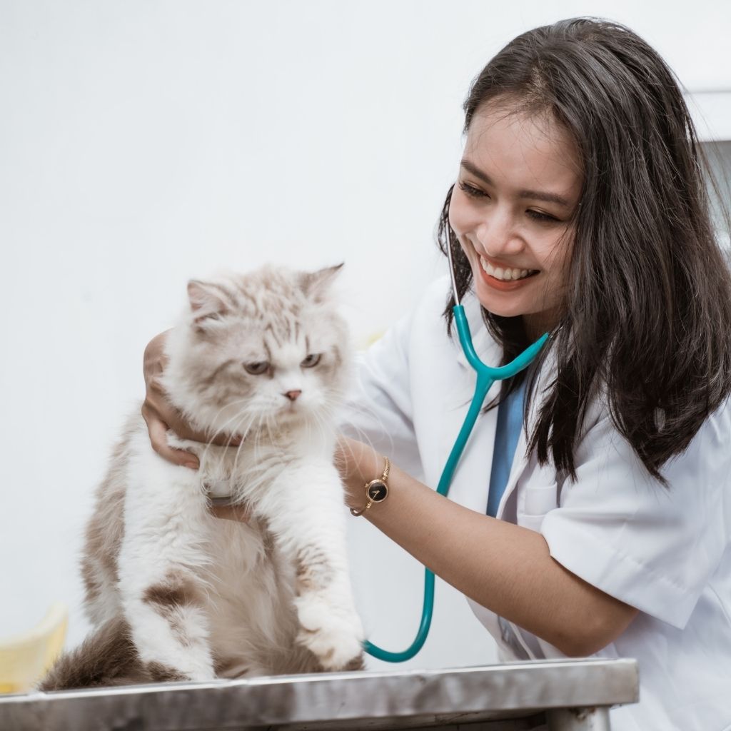 1 Clínica Veterinária em Careaçu MG, Veja a Lista Completa! 1 2a68e5b52c354570b968761fad10c38a