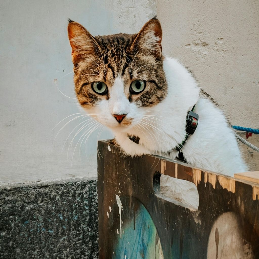 4 Clínicas Veterinárias em Ibirité MG, Confira Agora! 1 3d4eb58d74ec45778a4d9b158c5c5f10
