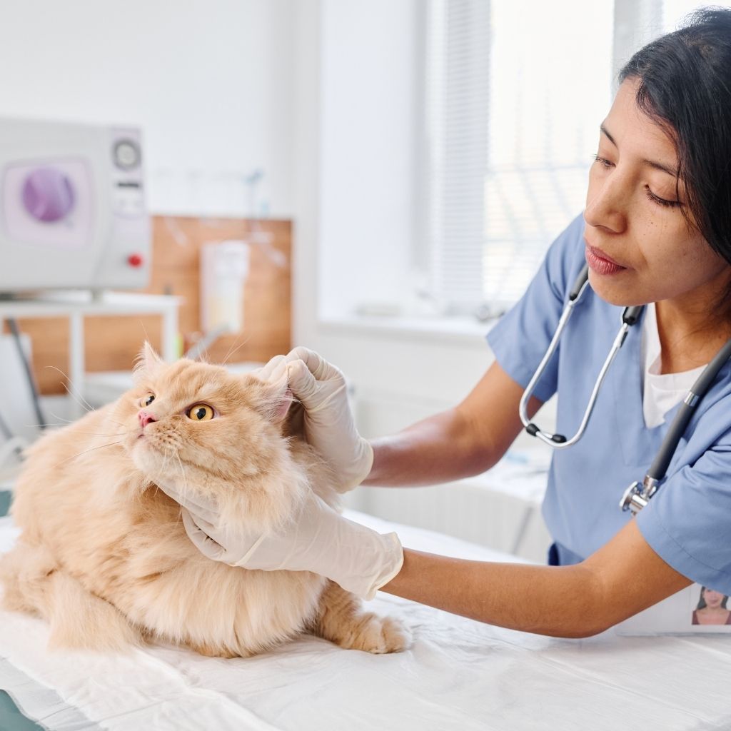 8 Pet Shops em Itaú de Minas MG: A Lista Completa! 1 *