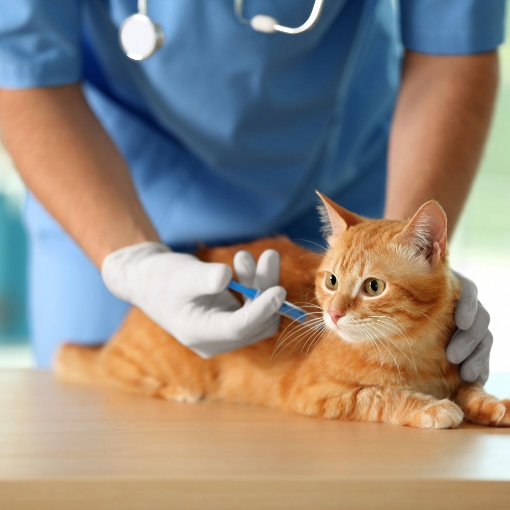 2 Clínicas Veterinárias em Itamonte MG: Venha Conhecer! 1 b440ea248a71468e83639b74a7ccdbcf
