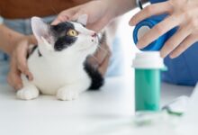 c00b3e916ec0436a8dc59d3534905d0e